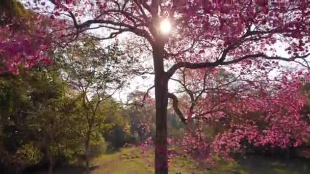 Величественное Дерево Лапачо Розовыми Цветами Перед Красивым Пейзажем Беспилотник — стоковое видео