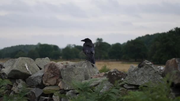 Черная Ворона Ворона Сидящая Каменной Стене Территории Замка — стоковое видео