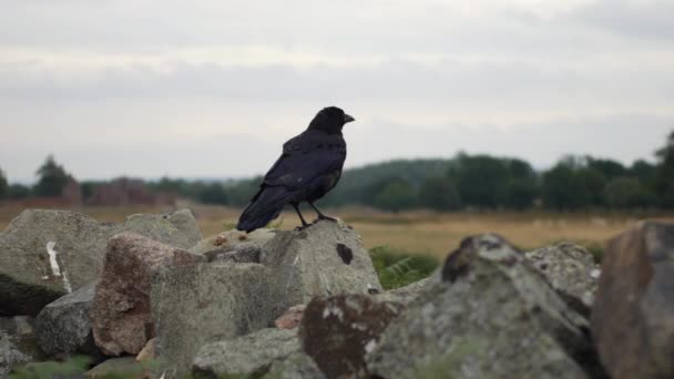 Zblízka Černá Vrána Havran Pták Sedí Kamenné Zdi Hrad Zříceniny — Stock video