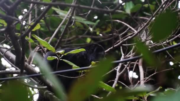 Mono Aullador Manto Alouatta Palliata Primer Plano Animales Silvestres Aislados — Vídeos de Stock