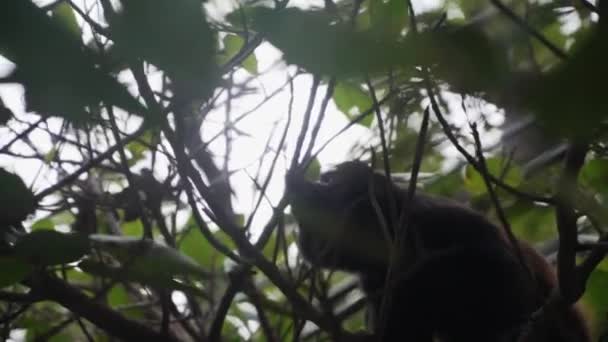 ハウラー モンキー Alouatta Palliata コスタリカ野生動物 木の葉と植物を食べる 熱帯雨林中央アメリカ — ストック動画
