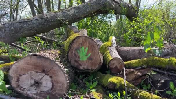 Gestapeld Van Oude Boomstammen Met Groene Verf Palm Mark Bedekt — Stockvideo