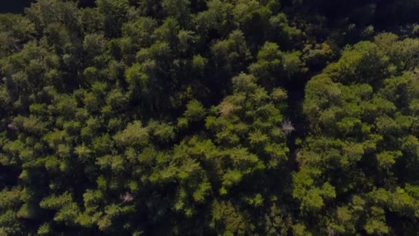 Conifer Treetop Canopies Hills Mountains Mount Tamalpais State Park Nella — Video Stock