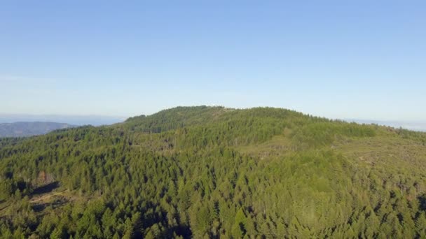 米国カリフォルニア州マリン郡のTamalpais山の針葉樹林 空中ドローンショット — ストック動画