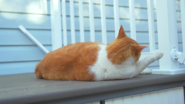 Katze Leckt Sich Auf Veranda Freien — Stockvideo