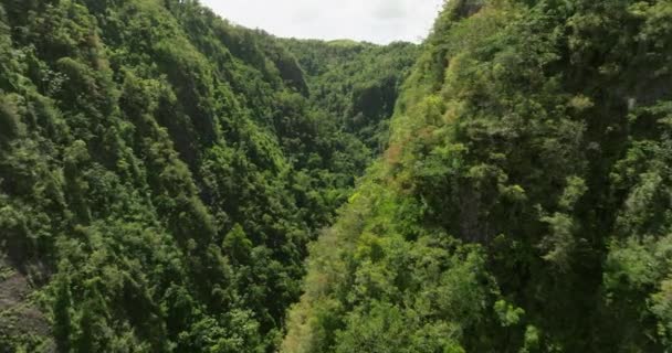 Pode San Cristbal Puerto Rico Floresta Tropical Dia Ensolarado — Vídeo de Stock