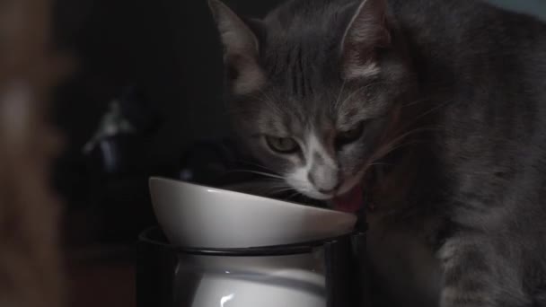 Προφίλ Άποψη Του Χαριτωμένο Γκρι Γάτα Τρώει Τρόφιμα Από Κεραμικό — Αρχείο Βίντεο