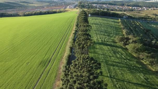 Bosrijke Landweg Met Pijnbomen Uitzicht Drone — Stockvideo