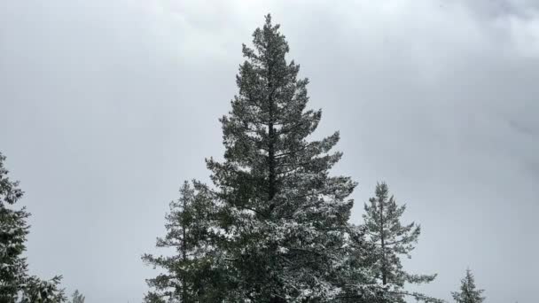 Κωνοφόρα Δέντρα Χιόνι Κατά Διάρκεια Του Βουνού Storm King Πεζοπορία — Αρχείο Βίντεο
