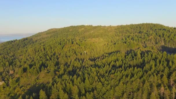 Δάσος Πεύκου Στο Βουνό Στις Αρχές Του Φθινοπώρου Όρος Tamalpais — Αρχείο Βίντεο