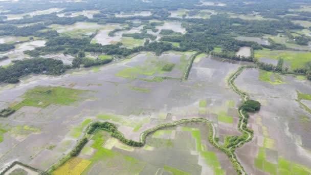 Überflutete Landwirtschaftliche Flächen Bangladesch Landschaft Aus Der Luft Drohnenabschuss — Stockvideo