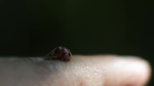 Coccinella Strisciando Sul Dito Macro Ladybug Piccolo Insetto Con Bei — Video Stock