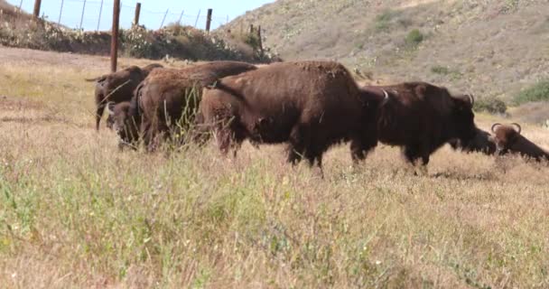 Still Shot Small Herd Buffalo Bison Grazing Field Mountains Background — Stock Video