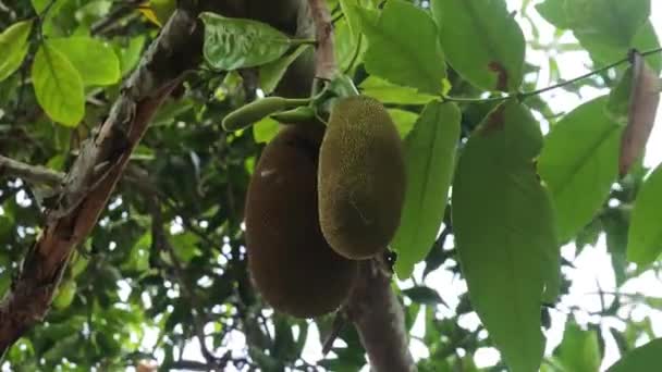 Jackfruit Muda Hang Dari Pohon Jackfruit Taman Dalam Ilmu Pengetahuan — Stok Video