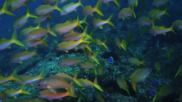 School Yellow Bluestripe Snapper Vis Diepe Wateren Van Mozambique Lutjanus — Stockvideo