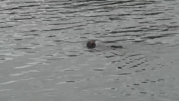 Sea Otter Äter Mussla Sprucken Magen — Stockvideo