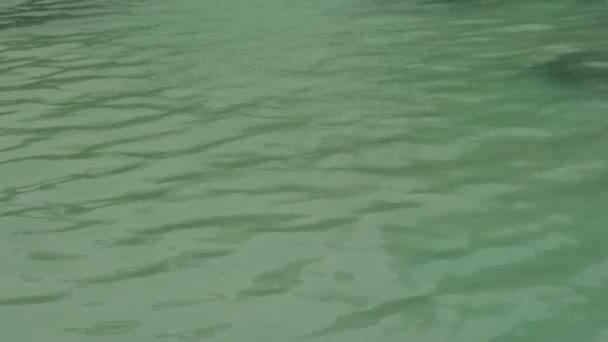 Agua Piscina Olas Con Alfombra Suelo Azul Reflejo Rayas Superficie — Vídeos de Stock