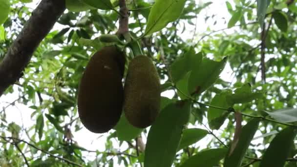 Έννοια Της Γεωργίας Τροπικά Φρούτα Πυροβολισμός Κίνησης Συλλογή Βίντεο Jackfruit — Αρχείο Βίντεο
