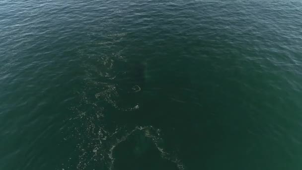 Vista Aérea Barco Turismo Assistindo Uma Baleia Jubarte Flipper Slapping — Vídeo de Stock