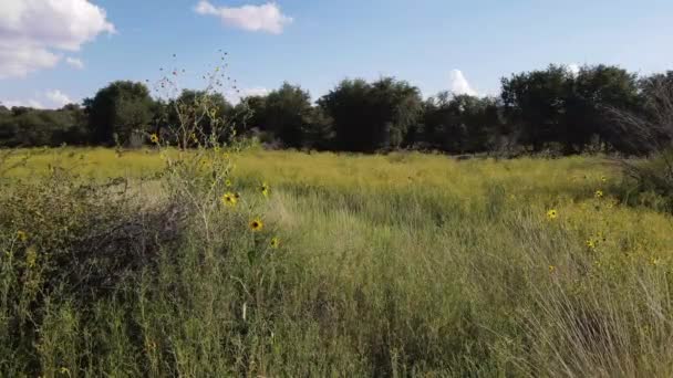 Still Shot Meadow Brittlebush Tall Weeds Summer Day Light Breeze — Stock Video