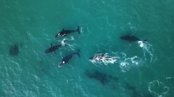 Vue Aérienne Dessus Groupe Baleines Dans Les Eaux Peu Profondes — Video