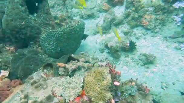 Szybko Pływające Ławice Kolorowych Żółtych Ryb Zdrowej Rafie Koralowej Krystalicznie — Wideo stockowe