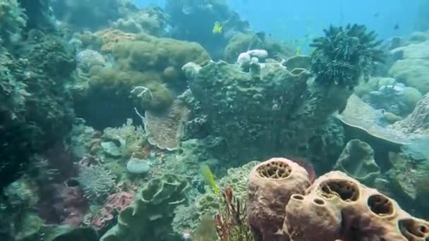 Immersioni Subacquee Una Bellissima Barriera Corallina Sana Con Una Varietà — Video Stock