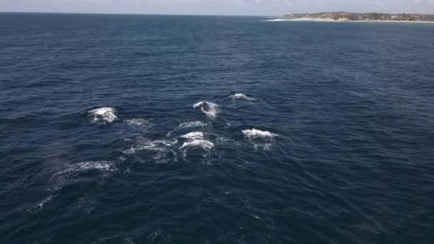 日当たりの良いアフリカで呼吸クジラのグループの空中ビュー Megaptera Novaeangliae — ストック動画