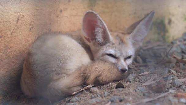 Mirando Través Jaula Capturando Zorro Fenico Vulpes Zerda Pequeño Zorro — Vídeos de Stock