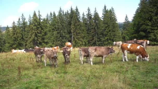 Schöne Landschaft Den Bergen Der Alpen Kühe Grasen Und Fressen — Stockvideo