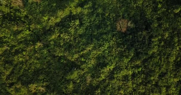 Drone Aéreo Tiro Prado Verde Com Algumas Árvores Crescendo Vegetação — Vídeo de Stock