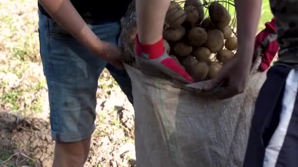 男性は農業分野の白い袋にジャガイモのバスケットを注ぎます 食物の収穫 — ストック動画