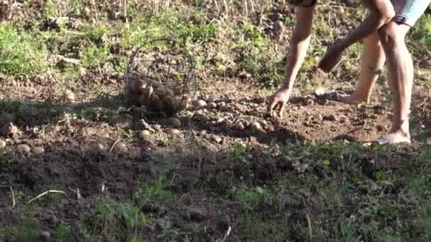 Pessoa Pegar Batatas Frescas Jogar Cesta Dia Ensolarado — Vídeo de Stock