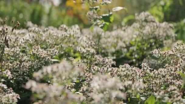 Pollenerande Insekter Flyger Runt Små Vita Blommor — Stockvideo