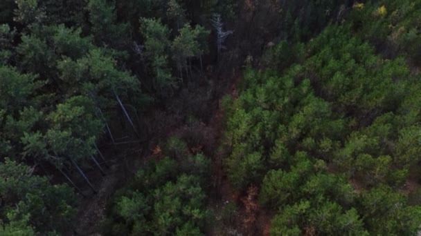 Zielona Sosna Las Drone Strzał Latający — Wideo stockowe