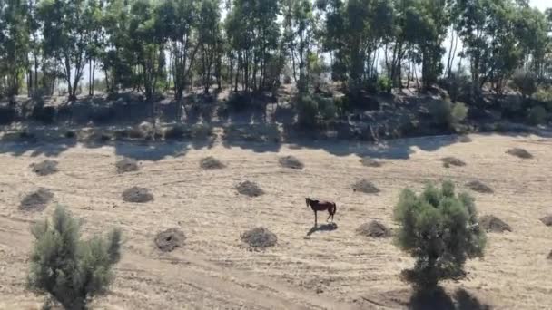 Drone Aéreo Para Frente Revelam Tiro Cavalos Selvagens Desertos Marroquinos — Vídeo de Stock