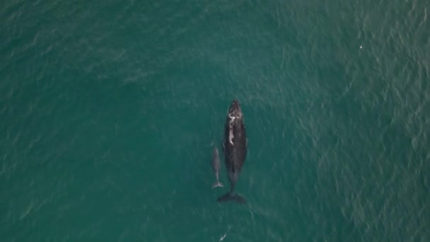 Ballena Jorobada Hembra Con Pantorrilla Nadando Través Del Océano Azul — Vídeo de stock