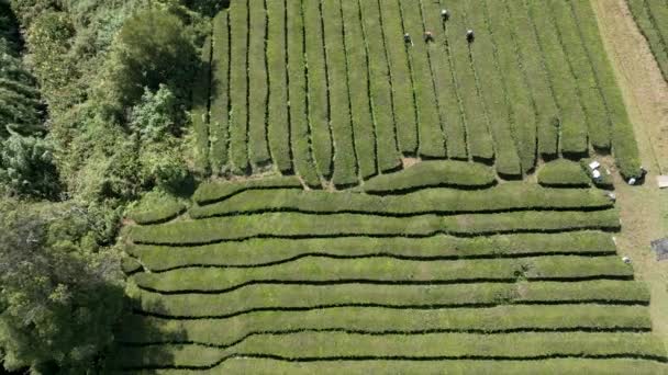 Drone Footage Tea Plantation Workers Portuguese Azores Island Sao Miguel — Stock Video