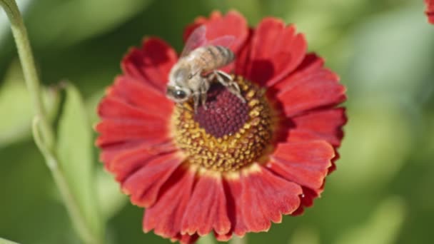 Крупный План Пчелы Внутри Пестиков Красной Герберы Дневной Свет Статический — стоковое видео