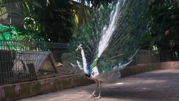 鳥の楽園 ランカウイ野生動物公園 ハンドヘルドショットで仲間を引き付けるためにその美しい羽を表示する白と青のインドの桃のクロス品種 — ストック動画