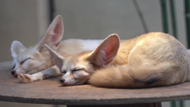 Two Exotic Fennec Fox Vulpes Zerda Small Crepuscular Fox Nocturnal — Stock Video