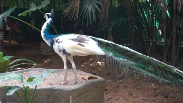 鳥の楽園 ランカウイ野生動物公園での美しいクロス繁殖白と青のインドのフクロウは優雅にパーチし 周辺の環境を疑問に思って ハンドヘルドショットを閉じます — ストック動画