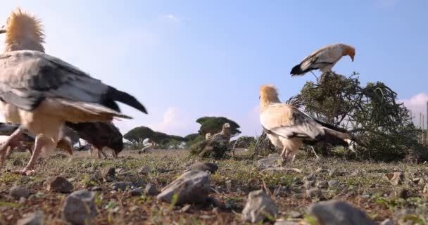 Bando Abutres Egípcios Caminha Voa Procura Comida Ilha Socotra Visão — Vídeo de Stock