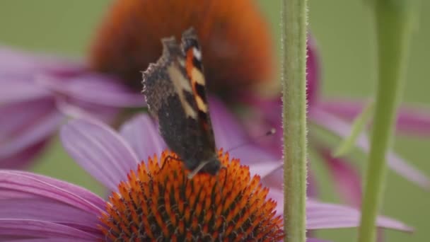 Uma Pequena Tartaruga Borboleta Alimenta Echinacea Purpurea Fechar Vista Frontal — Vídeo de Stock