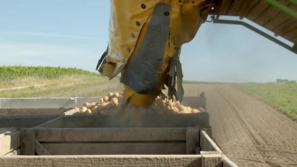 Colheita Batata Batatas Correia Transportadora Despeja Caixa Paletes Perto — Vídeo de Stock