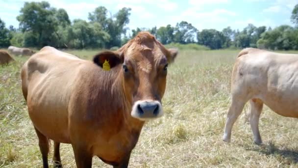 農村部の農場に立っている背景に耳タグ付き酪農牛の閉鎖 — ストック動画