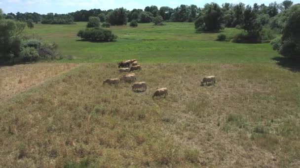 Herd Domestic Dairy Cattle Feeding Pasture Aerial — Stock Video