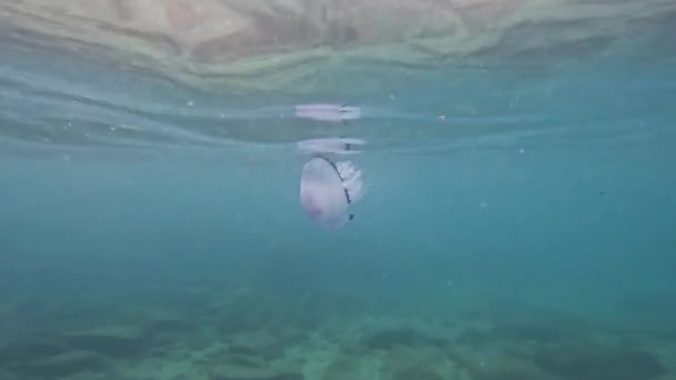 Medusas Barril Blanco Rhizostoma Pulmo Nadando Mar Sur Italia Disparo — Vídeo de stock
