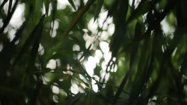 Вне Фокуса Солнечный Свет Сквозь Бамбуковые Листья — стоковое видео