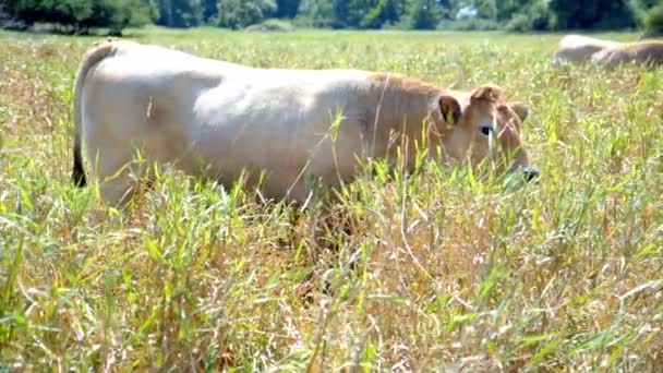 Vacca Domestica Che Mangia Erba Nel Pascolo Sotto Sole Chiudere — Video Stock